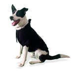 Perro de raza grande negro y blanco con sudadera con gorro negra y diseño dorado